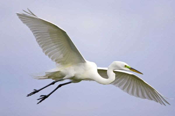 FL, Venice Great egret flying at Venice Rookery